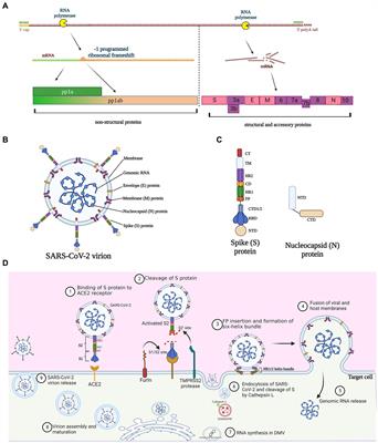 Peptide-based inhibitors hold great promise as the broad-spectrum agents against coronavirus
